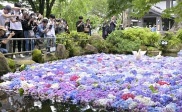 池一面、浮かぶアジサイ　桜川・雨引観音で「水中華」　茨城