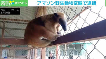 繁殖施設装いアマゾンの動物を密輸か リーダーの男を逮捕  5000種以上の動物が発見される ペルー