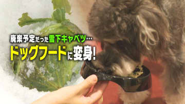 大雪で収穫できず廃棄予定だった“雪下キャベツ”…ペットショップが救いの手！ドッグフードに加工・販売「消費者に届いたことがうれしい」