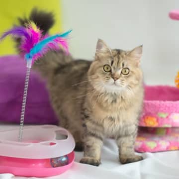 猫を遊ばせてはいけない『危険すぎるおもちゃ』の特徴5選　おもちゃの取り扱いに関する注意点も