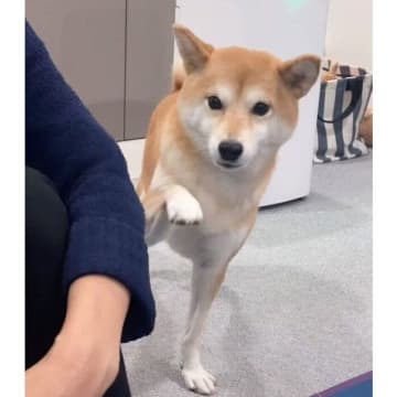 「腹時計が正確」？毎日、夜ゴハンの時間をお知らせする柴犬の行動からわかること｜獣医師解説