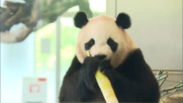 アドベンチャーワールドのパンダ4頭が園を出発　このあと飛行機で中国・四川省の繁殖研究基地へ　和歌山・白浜町