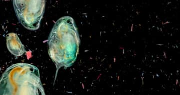 ミジンコが身の危険を感じるとどうなるのか　全く役に立たない変化が切なすぎる…