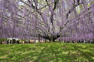 栃木の観光植物園に年間百万人　藤棚や電飾演出、訪日客も