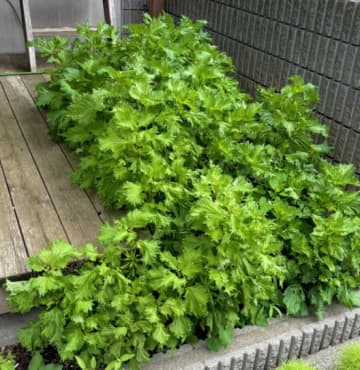軽い気持ちでシソ植えた結果…シソの本気"がやばすぎる！種まきゼロで爆殖した衝撃「庭がシソの巣に…」