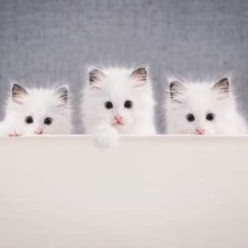 猫の『見た目が変わる』ことがある？考えられる4つの要因　被毛の状態や顔つきに変化をもたらすものとは