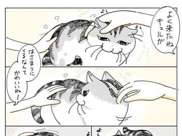 包囲された猫　満足そうな顔をした、次の瞬間…「好きすぎる」「たまらん」