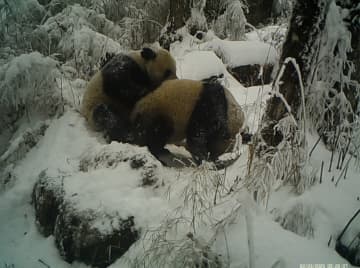 雪の中で寄り添う野生パンダ　中国甘粛省で貴重な映像発見