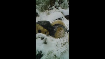 雪の中で寄り添う野生パンダ　中国甘粛省で貴重な映像発見