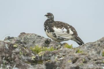 「現代のライチョウは登山道がお好き！？」 白馬乗鞍岳での調査の模様と “最新” 登山道状況【北アルプス】