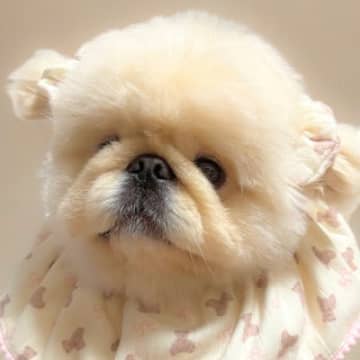 『ぼく2、3キロですよ』という顔をする犬→抱っこすると…思っていたのと違う『実際のサイズ感』に3万いいね「可愛いが詰まっててお得ｗ」の声