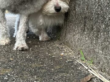 壁際を歩く犬に、もう１匹がじわじわと『幅寄せ』　写真に「笑った」「頑張れ～」