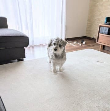 冬に使っていたこたつを片付けると部屋をキョロキョロする犬→キョトンとした表情にキュン！