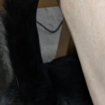 飼い主さんがPCで作業をしていたら、猫が腕に…予想外の『可愛すぎるアピール方法』が43万表示「羨ましいネコハラｗ」「見事なアーチ」