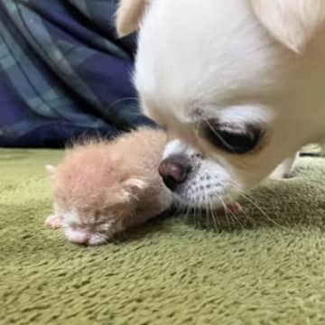 生後7日の赤ちゃん猫を保護→家にいる『犬』に会わせてみたら…心温まる『感動の光景』が15万再生「なんて素敵」「優しい眼差しだね」