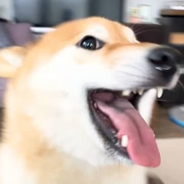 お父さんが2週間ぶりに『突然帰宅した』結果→2匹の犬が…反則的にカワイイ『熱烈歓迎する光景』が9万再生「喜びの舞激しいｗ」と大絶賛