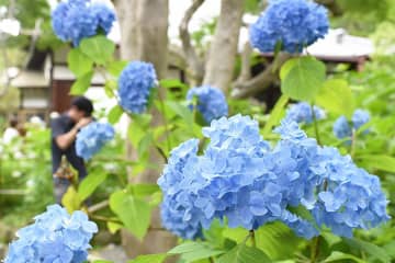 約500株が咲き誇る！兵庫・川西「頼光寺」のアジサイが見頃に
