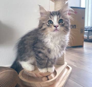 あどけない表情で見上げる姿が愛くるしい子猫が1才に！　「ここまで大きくなるとは」と、成長ぶりにびっくり