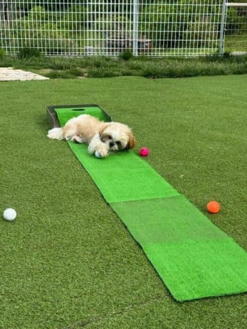 「パター練習ならず」“打てども打てどもボールをキャッチ”するシー・ズー子犬がかわいくて癒やされる！
