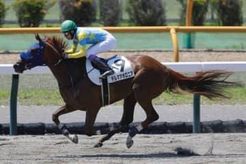 【函館3R】武豊騎乗 単勝1.5倍のデルマアポロニアが人気に応える