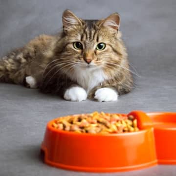 猫に与えたくない『有害なキャットフード』の特徴4選とその理由　起こり得る健康トラブルも