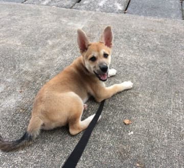 空き家の軒下で保護された生後約3カ月保護犬→およそ7年後、人見知りでも家族が大好きなコに成長し家族の中心的存在に