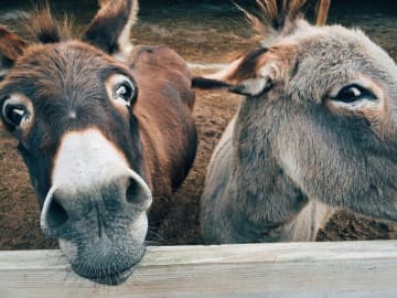 中国人の健康志向が原因、アフリカでロバ皮の違法取引が横行―独メディア