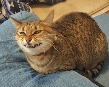 血の繋がりがないのに、ニッと笑った顔がそっくりすぎる2匹の猫　「アニメのような表情」をする様子が話題に！