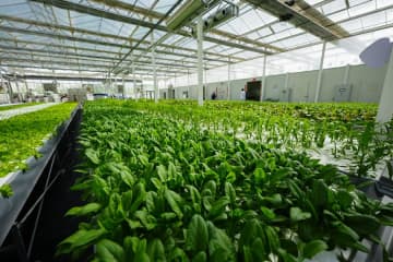 浙江省支援の植物工場、経済と社会の両面で成果　中国新疆