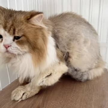 『触るとベタベタで強烈な臭いがする猫』を引き取って8か月後…劇的な変化に涙が止まらないと35万再生「表情が違う」「出会えてよかった」