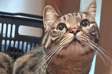 「友人宅からもらってきた棚」→「ねこ入れ」に　愛猫たちが集まる驚きの光景に「素晴らしい活用方法」の声