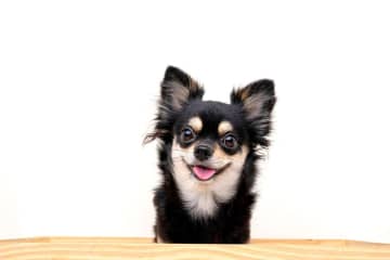 夢野久作の『犬の王様』あらすじ紹介。まさかの犬王即位がもたらす感動の物語