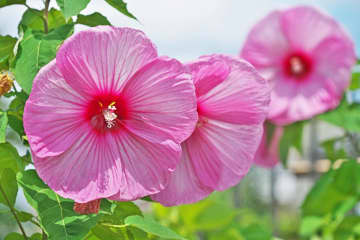 6月29日の花とは？【366日の誕生花と幸せの花言葉】