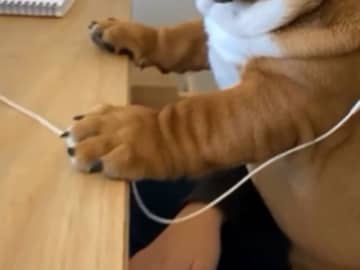 「私みたい！」　机に向かうブルドッグの子犬に共感の声が上がったワケは？