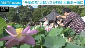 “千葉の花” 大賀ハスが見頃 大輪 池一面に