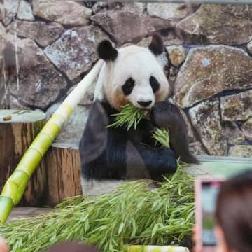 参院和歌山は候補者乱立でグチャグチャ…勝敗を決めるのは“パンダロス”か、維新スキャンダルか？