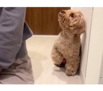 ドライヤーが嫌いなのに「飼い主が髪を乾かす様子」を見にくる犬　行動からわかる心理は？｜獣医師解説