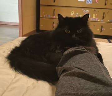 「猫がギュウしてるんで今日は休みます」　起きようとする飼い主の足を掴む猫の行動からわかる心理｜獣医師解説