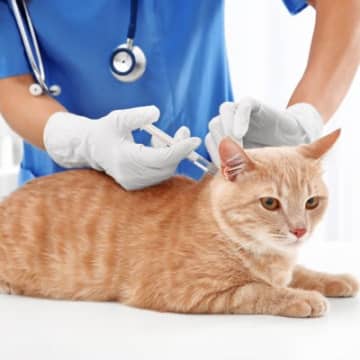 猫が一度かかると一生の付き合いになる『不治の病』3選　予防法も解説