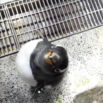 「お魚あげたくなる」「口の中だけ見ると怪獣っぽい」 水族館で撮影された、意外すぎるペンギンの口の中に驚きの声