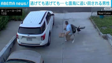 逃げても逃げても… 出勤前の男性にまさかのトラブル 七面鳥に追い回され遅刻寸前 米