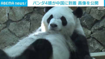 ジャイアントパンダ4頭が中国・四川省に到着