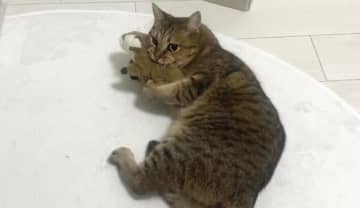 「尊すぎる」ぬいぐるみと添い寝する子猫→4年後の姿に「ジーンときた」「親近感あるのかな」