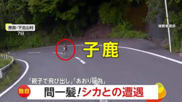 【独自】「間一髪！本当に間一髪です！」奈良の山道で飛び出した“親子の鹿”に衝突寸前…岐阜では左右にクネクネ“あおり鹿”に急ブレーキも　奈良・岐阜