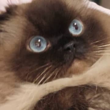 飼い主さんに捕まってしまった猫→表情が"可愛すぎてたまらない"と114万表示「なんてプリチーなの」「まん丸おめめがたまらん」