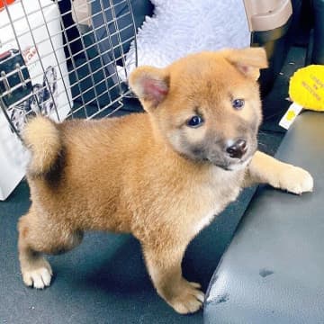 “たぬき顔”で困った表情が可愛い柴の子犬と家族に→3才の現在、家の中を“ふんわり明るくする”かけがえのない存在に！