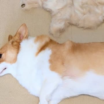 1時間かけて『犬のブラッシングをした』結果…想定を遥かに超える『まさかの成果』に10万いいね集まる「分身の術だ」「もう1匹生まれた…」