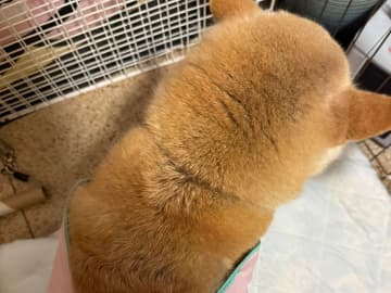 柴犬＆飼い主「…え？」　その理由に「めっちゃ笑った」「他人事じゃないや…」