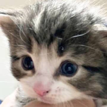 生後1カ月の子猫の2年後の姿に「猫の顔ってこんなに変わるんだ」と驚き！　激変ぶりがスゴい「成長ビフォーアフター」