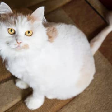 猫の暑さ対策に『サマーカット』をするメリット・デメリット　かえって体調を崩すことも？